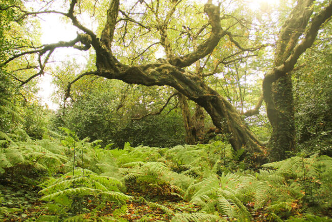 A Contemporary Model of the Mind