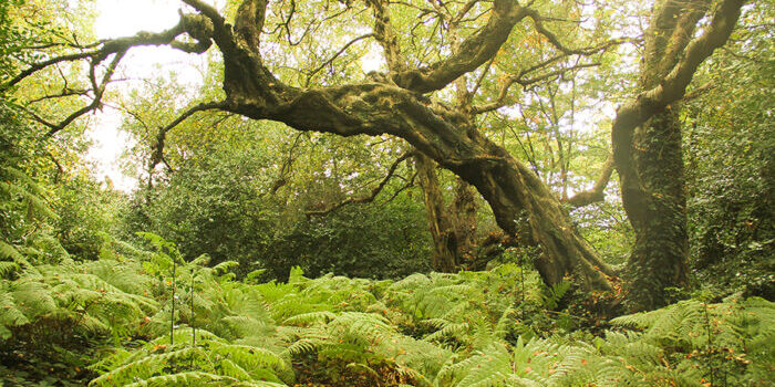 A Contemporary Model of the Mind