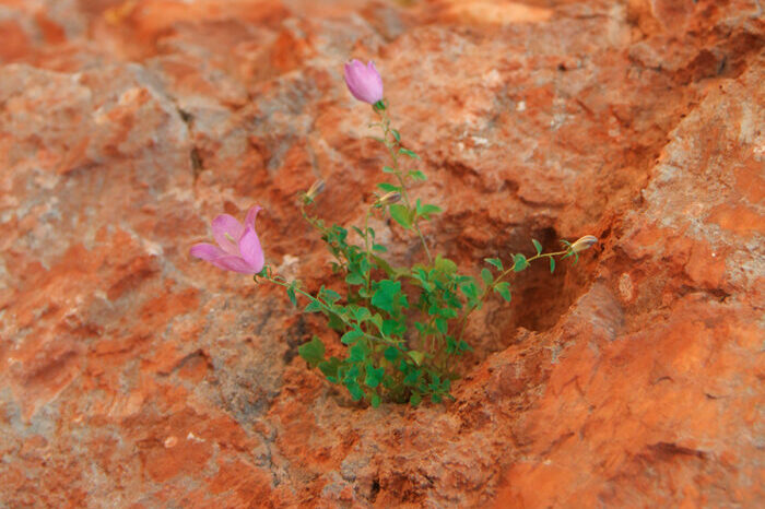 Psychotherapy is an efficient treatment for the barrenness of depression.