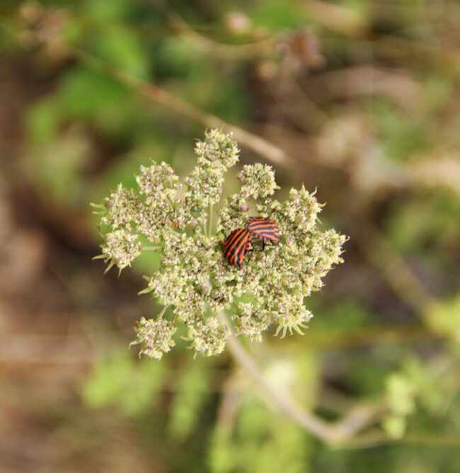 Relationship and Couples; counselling & psychotherapy