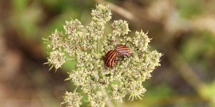 Relationship and Couples; counselling & psychotherapy